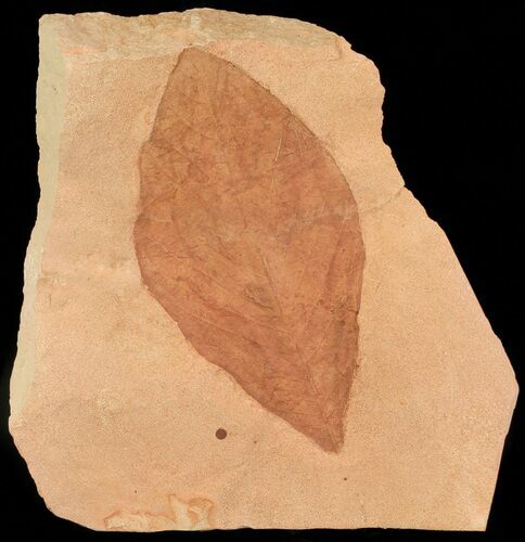 Red Fossil Leaf (Hickory) - Montana #68273